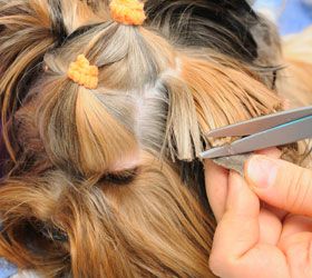 Villalbilla Clínica Veterinaria corte de pelo a perro