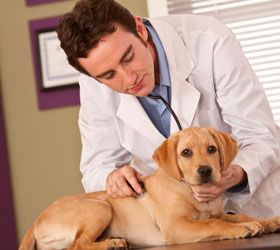 Villalbilla Clínica Veterinaria veterinario y perro