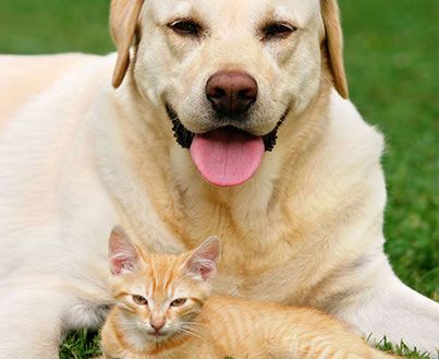 Villalbilla Clínica Veterinaria perro y gato